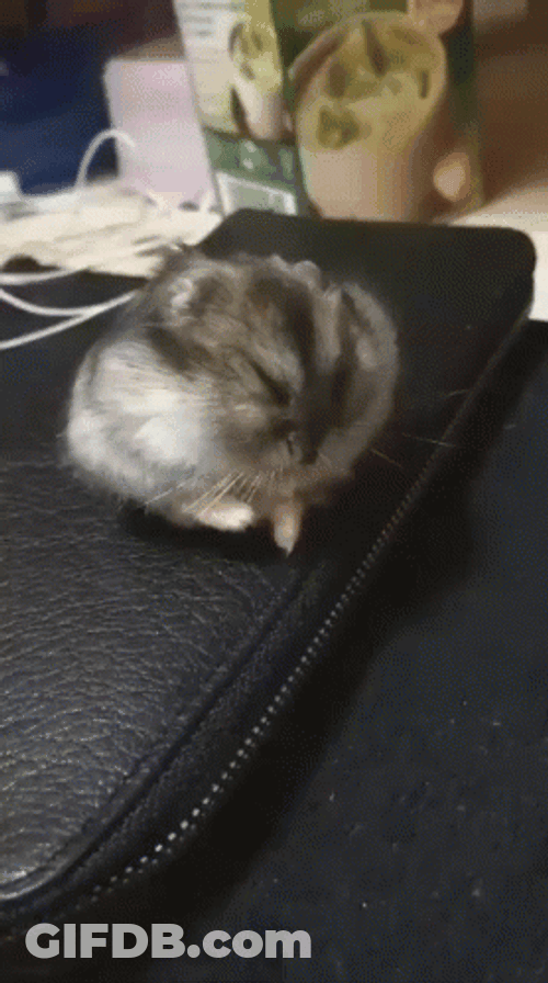 Hampter Meme Rolling GIF
