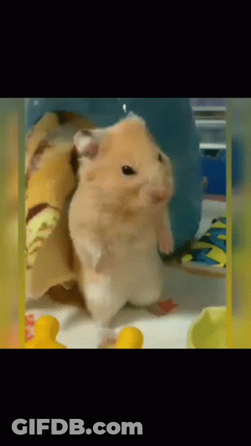 Hampter Meme Standing GIF