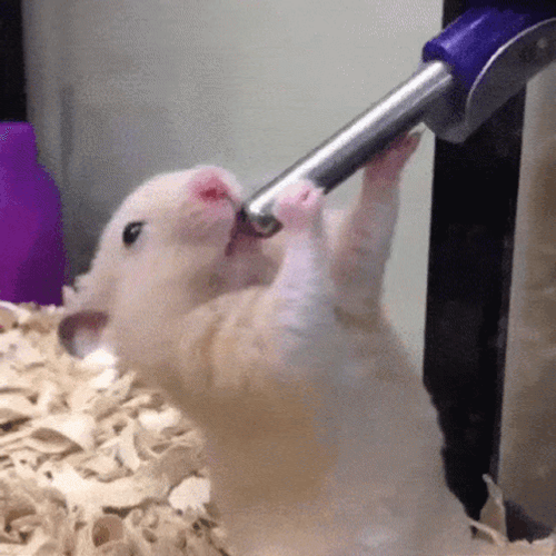 Hampter Meme Sucking The Tube GIF