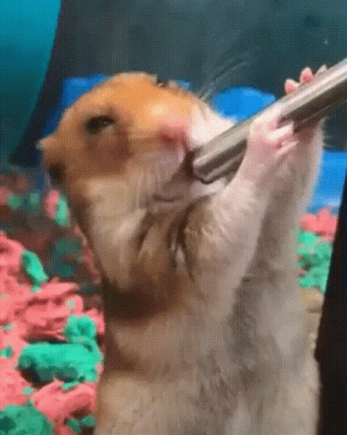 Hampter Meme Sucking Water From Tube GIF