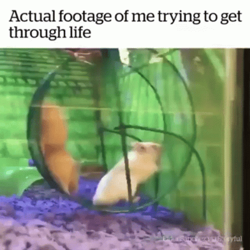 Hampter Meme Trying To Get Through Life GIF