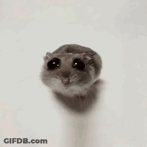 Hampter Meme Yapping GIF