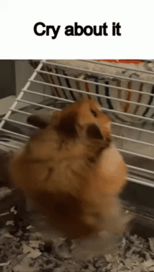 Hampter Struggling To Climb Cage GIF