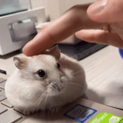 Hampter Used As Laptop Mouse GIF