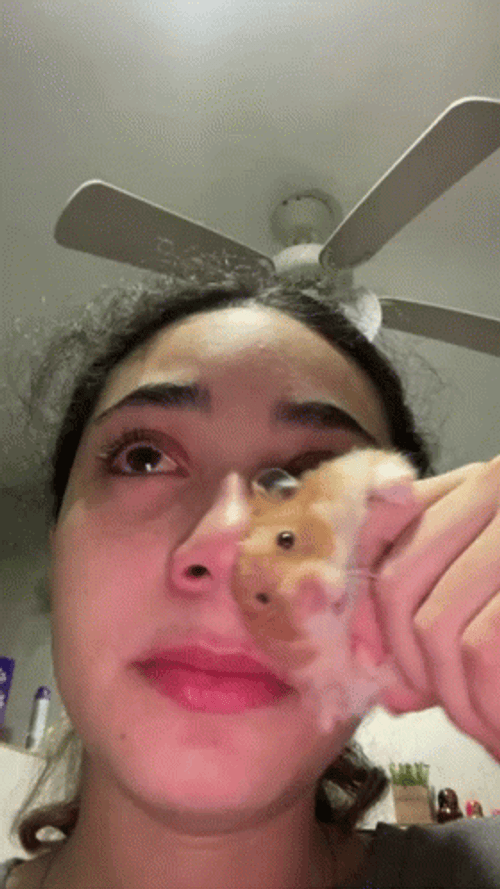 Hampter Used As Tissue GIF