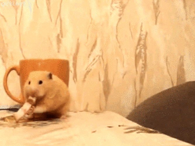 Hamster And Cat Friends GIF