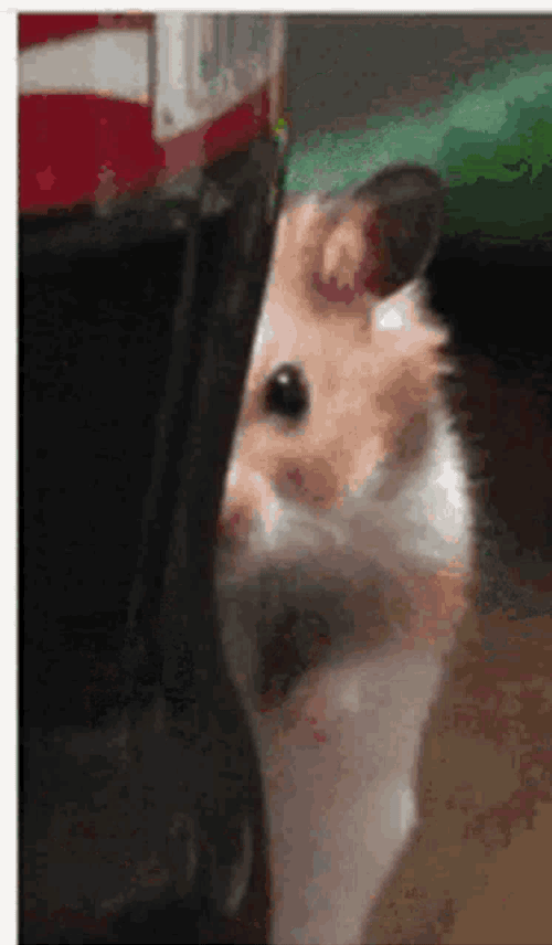 Hamster Ayasan GIF
