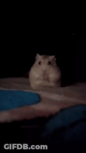 Hamster Being Held GIF