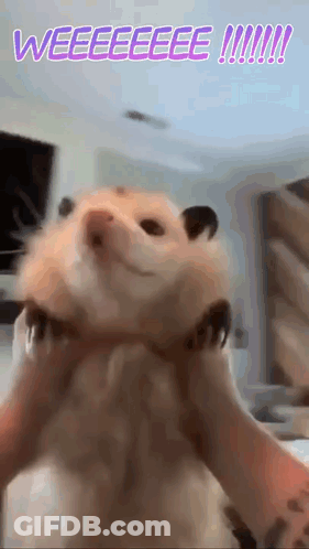 Hamster Being Held With Weeeeeeee GIF