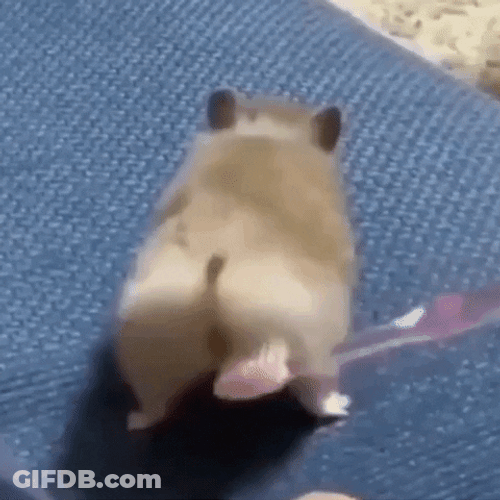 Hamster Brushing His Behind Meme GIF
