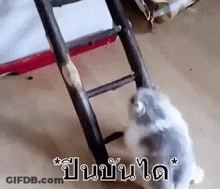 Hamster Climbing Wooden Ladder GIF