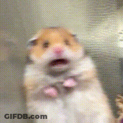 Hamster Close Up With Mouth Open GIF