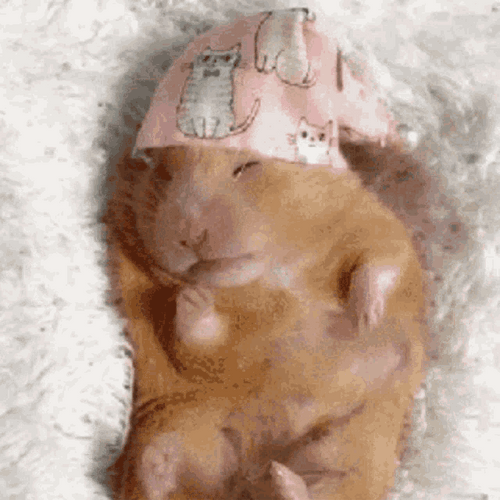 Hamster Cozy Sleep GIF