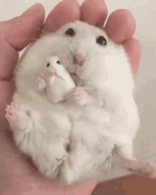 Hamster Cuddling Toy GIF