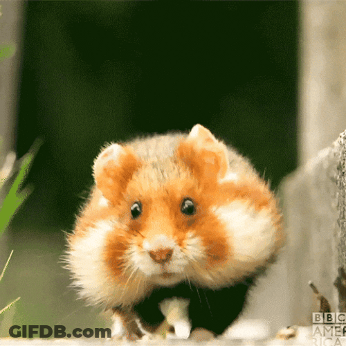 Hamster Dance Running Forward GIF
