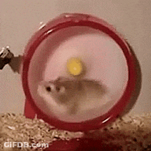 Hamster Dance Running Spinning Wheel GIF