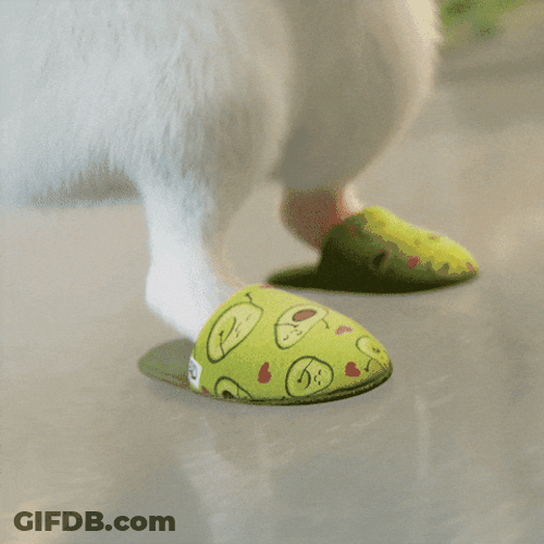 Hamster Dance Wearing Slipper Foot Steps GIF
