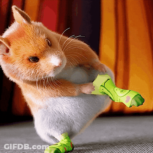 Hamster Dance Wearing Socks GIF