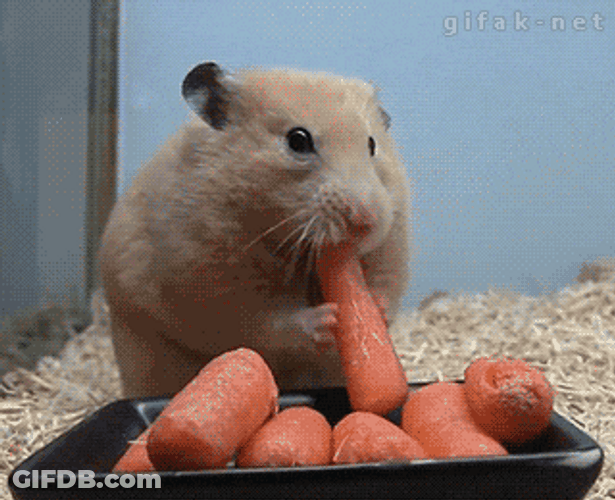 Hamster Dance While Eating Carrot GIF