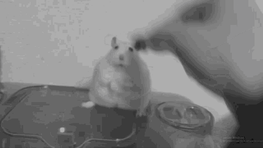 Hamster Depression GIF