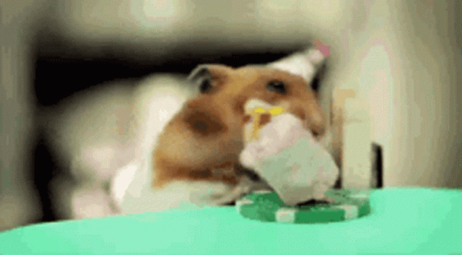 Hamster Eating Cake GIF