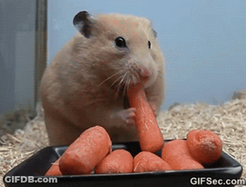 Hamster Eating Carrot From Black Tray With Gifsec.com GIF