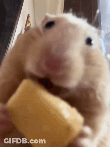 Hamster Eating Cheese From Hand GIF