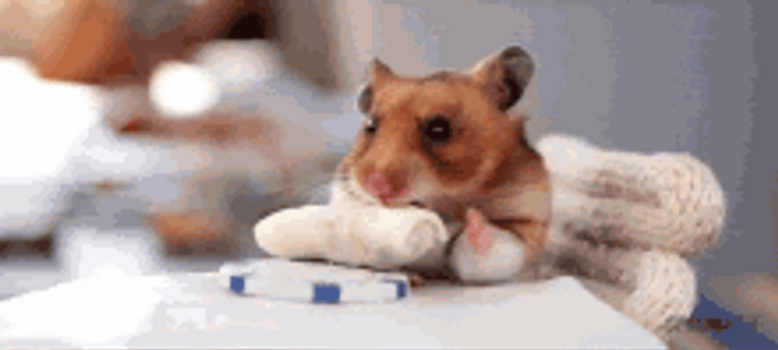Hamster Eating Egg Roll GIF