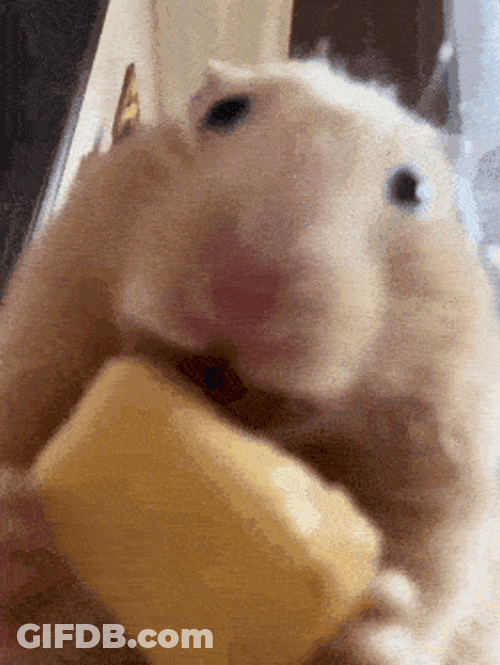 Hamster Eating GIF