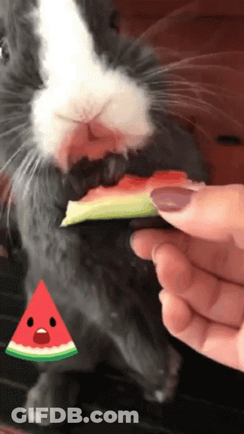 Hamster Eating Watermelon Fruit GIF