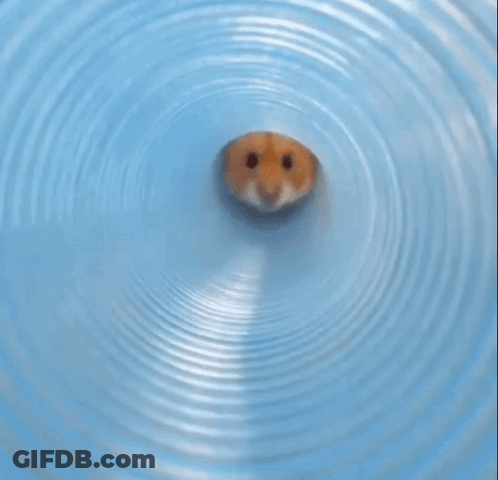 Hamster Face Looking Out Of Blue Circle GIF