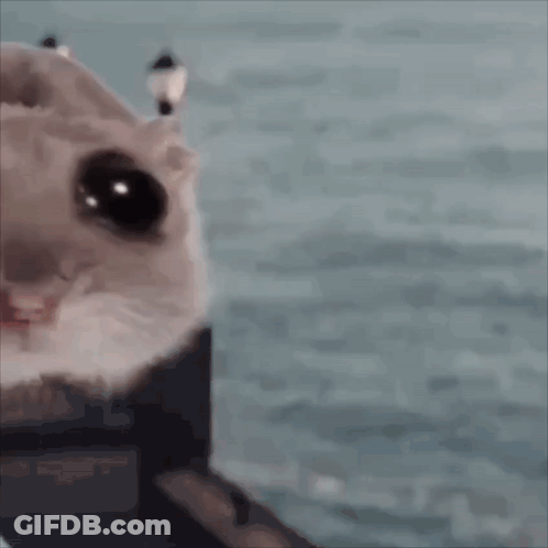 Hamster Face Saying Hammy Community GIF