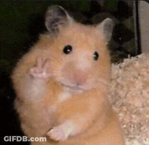 Hamster Giving Peace Sign GIF
