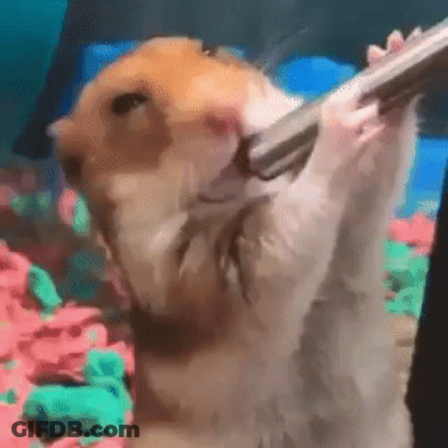 Hamster Holding Gun In Mouth Playing With Toy GIF