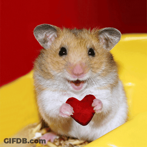 Hamster Holding Red Heart GIF