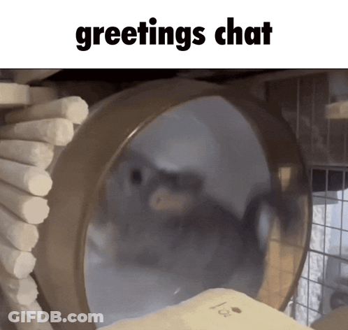 Hamster In Cage Greetings Chat GIF