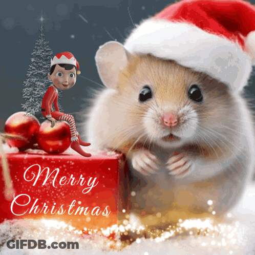Hamster In Santa Hat Next To Box Saying Merry Christmas GIF
