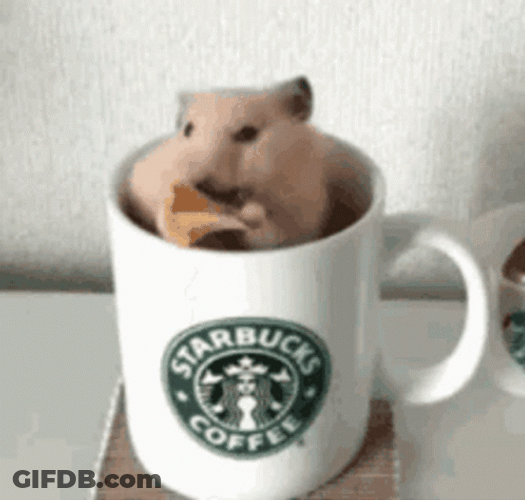 Hamster In Starbucks Coffee Mug GIF