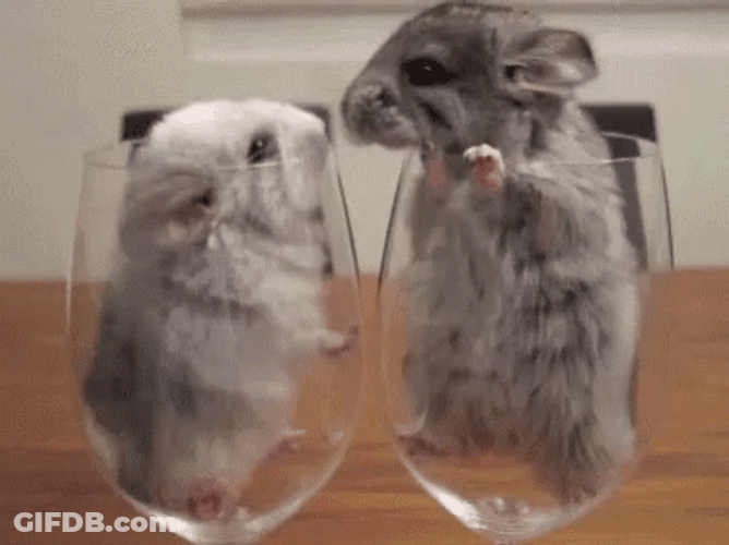 Hamster Kiss Cute Animal GIF