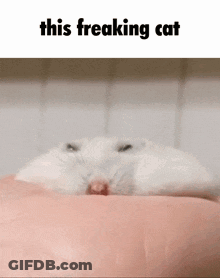 Hamster Laying On Arm Saying This Freaking Cat GIF