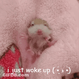 Hamster Laying On Pink Blanket Saying I Just Woke Up GIF
