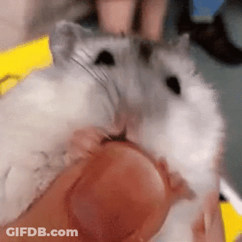 Hamster Licking Human Finger Meme GIF