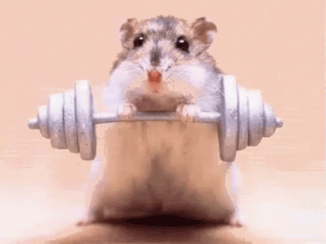 Hamster Lift Weights GIF