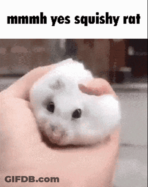 Hamster Like Fluffy Ball Meme GIF
