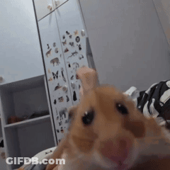 Hamster Looking At Camera In Front Of Sticker Fridge GIF