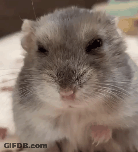 Hamster Looking At Camera With Open Mouth GIF