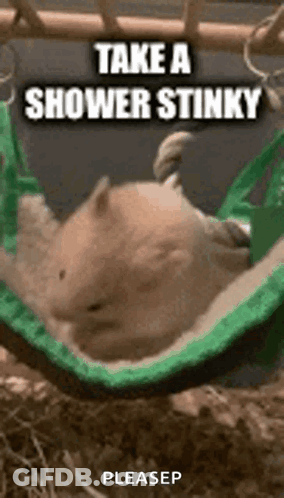 Hamster Lying In Hammock With Shower Message GIF