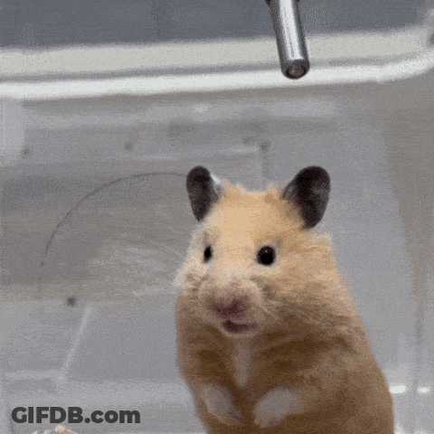 Hamster Making Funny Face GIF