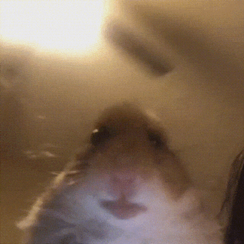 Hamster Meme GIF