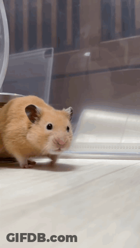 Hamster On Wooden Floor In Front Of Clear Container GIF